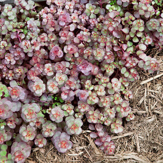 Un tapis de petites feuilles arrondies gris-vert et rose pourpre couvre une partie du sol. Les feuilles se regroupent en petites rosettes et montrent des bords plus rouges. Quelques tiges fines traversent les groupes. Des morceaux de matière végétale sèche beige apparaissent dans le bas droit, tandis que la végétation compacte occupe le reste du cadrage.
