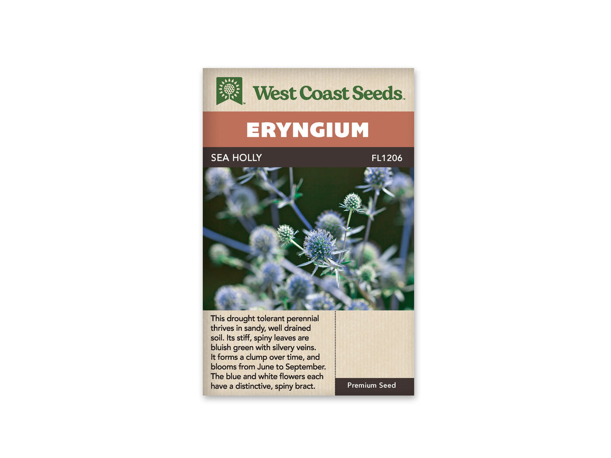 Sachet Sea Holly de West Coast Seeds sur fond blanc. La photo montre des têtes de fleurs bleu pâle et mauves, avec des bractées fines et pointues autour. Des tiges ramifiées traversent un fond vert sombre et flou. Le bandeau orangé porte Eryngium, puis la bande brune indique Sea Holly et le code FL1206.