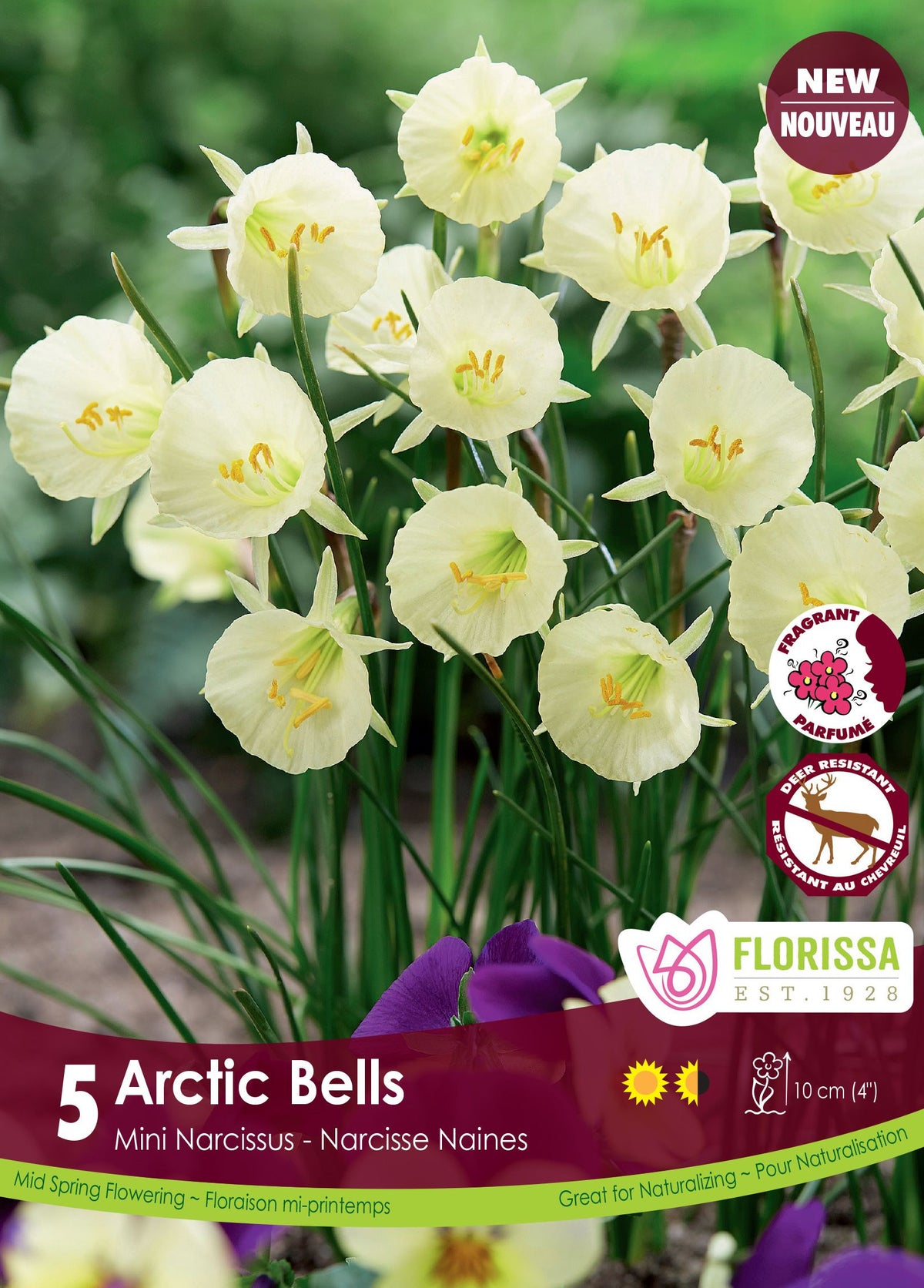 Narcisse Arctic Bells ( Narcissus ) : de petits narcisses crème en forme de cloche ouverte. Le visuel Florissa présente la plante et son nom dans la partie inférieure de l’étiquette. La photographie occupe presque toute la surface, tandis que le bandeau du bas rassemble les indications du produit. Cette vue permet de reconnaître son apparence et de distinguer la variété présentée.