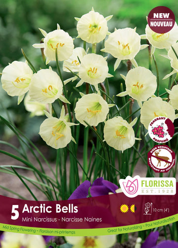 Arctic Bells Narcissus