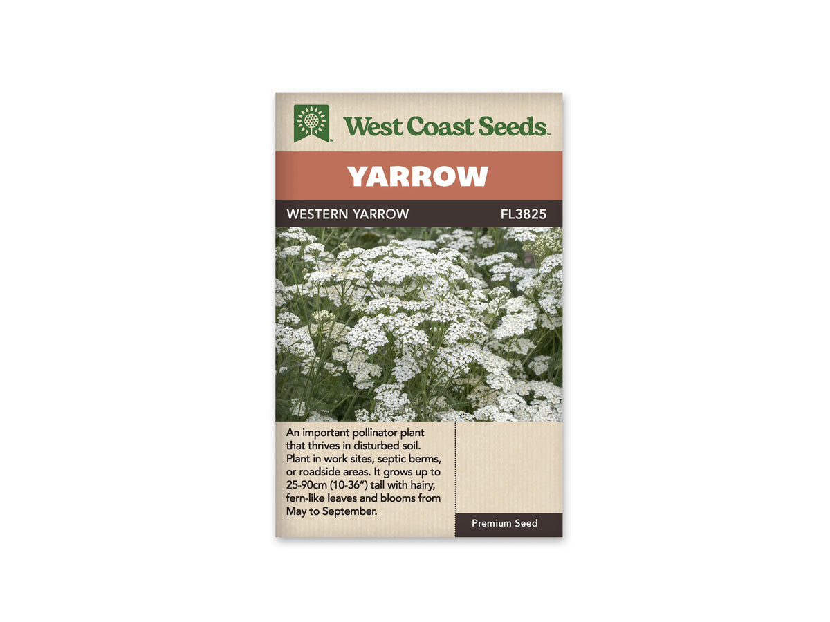 Le sachet West Coast Seeds montre une plantation dense d'achillées blanches. Les petites fleurs forment de nombreux groupes aplatis à différentes hauteurs, au-dessus de tiges vertes et de feuilles finement découpées. Quelques fleurs sont encore en boutons entre les groupes ouverts. Le bandeau porte le nom Western Yarrow et la référence FL3825 au-dessus de l'image.