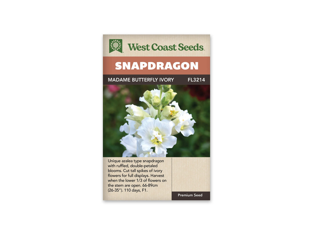 Sachet West Coast Seeds illustré par une photo de mufliers. Un épi de muflier blanc ivoire est photographié de près. Les fleurs doubles montrent des pétales froncés et un cœur légèrement jaune. Des boutons verts encore fermés occupent le sommet de la tige. Quelques feuilles étroites apparaissent près des corolles, devant un fond vert flou qui fait ressortir la couleur claire des fleurs.