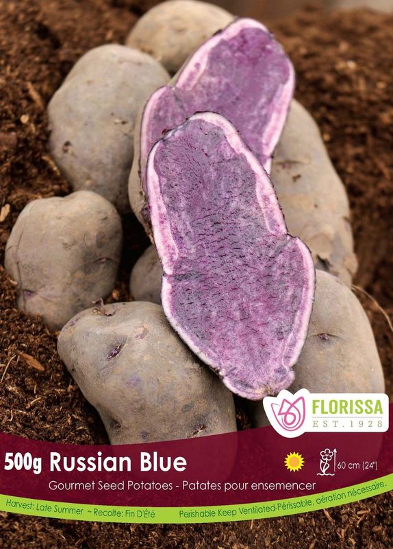 Pomme de terre Gourmet 'Russian Blue'