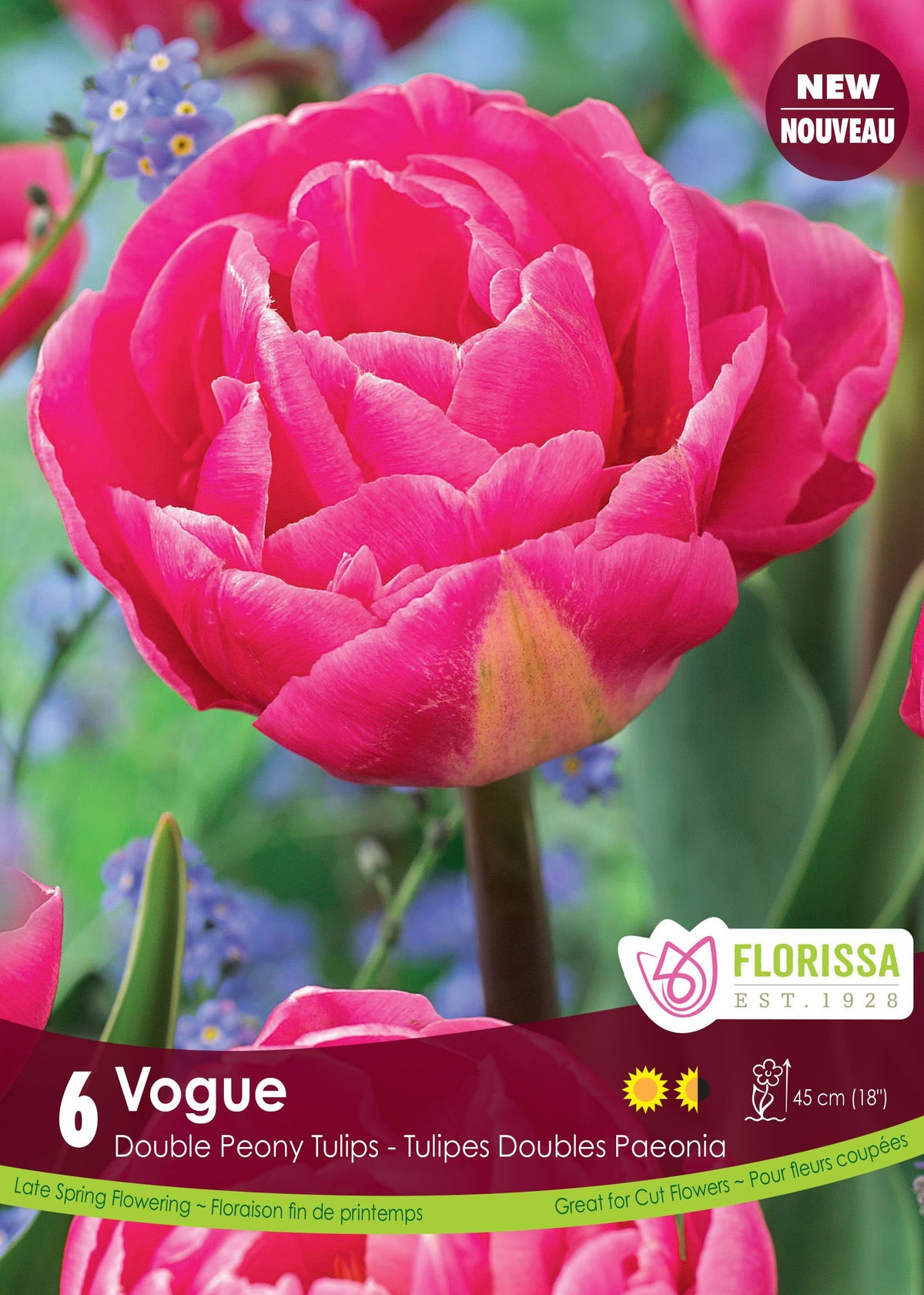 Tulip Vogue