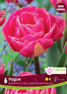 Tulip Vogue