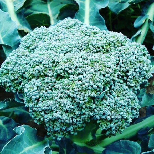 Organic 'Waltham 29' Broccoli Seeds by Gaia, product image prepared for Canadian gardeners.