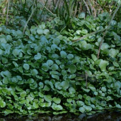 Organic Watercress