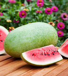 Semences Melon d’eau 'Charleston Gray' (Citrullus lanatus)