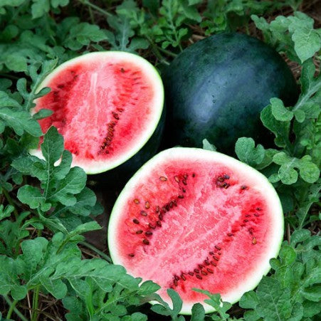Melon d'eau 'Sugar Baby'