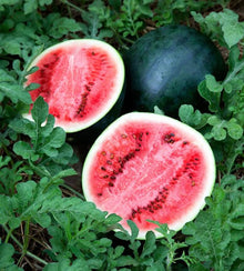 Illustration associée à Melon d’eau Sugar Baby, dans la gamme Weston. Sugar Baby est une petite pastèque à peau foncée, appréciée pour ses fruits plus faciles à portionner. Le visuel permet de repérer la référence et l’aspect présenté pour cette sélection. Les dimensions et les couleurs observées au jardin dépendent du stade de croissance et des conditions de culture.