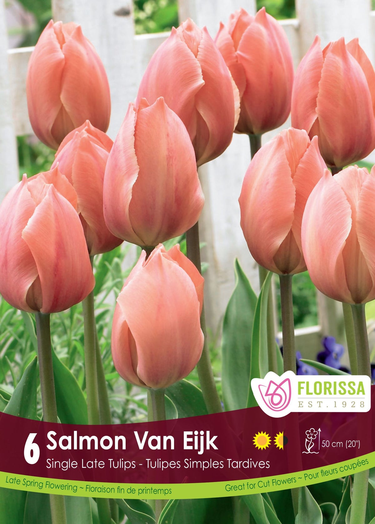 Salmon Van Eijk Tulip