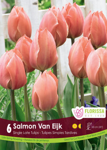 Salmon Van Eijk Tulip