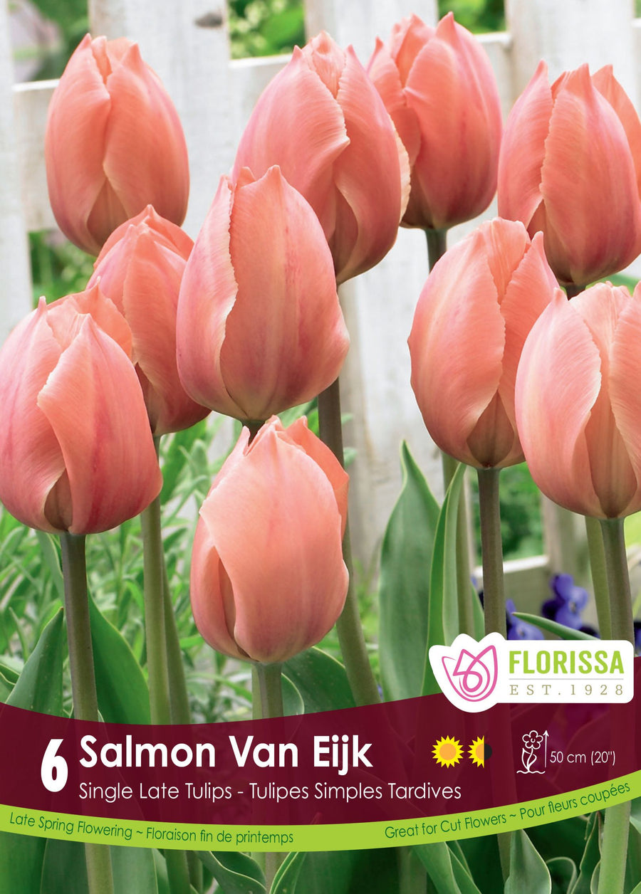 Tulipe Salmon Van Eijk