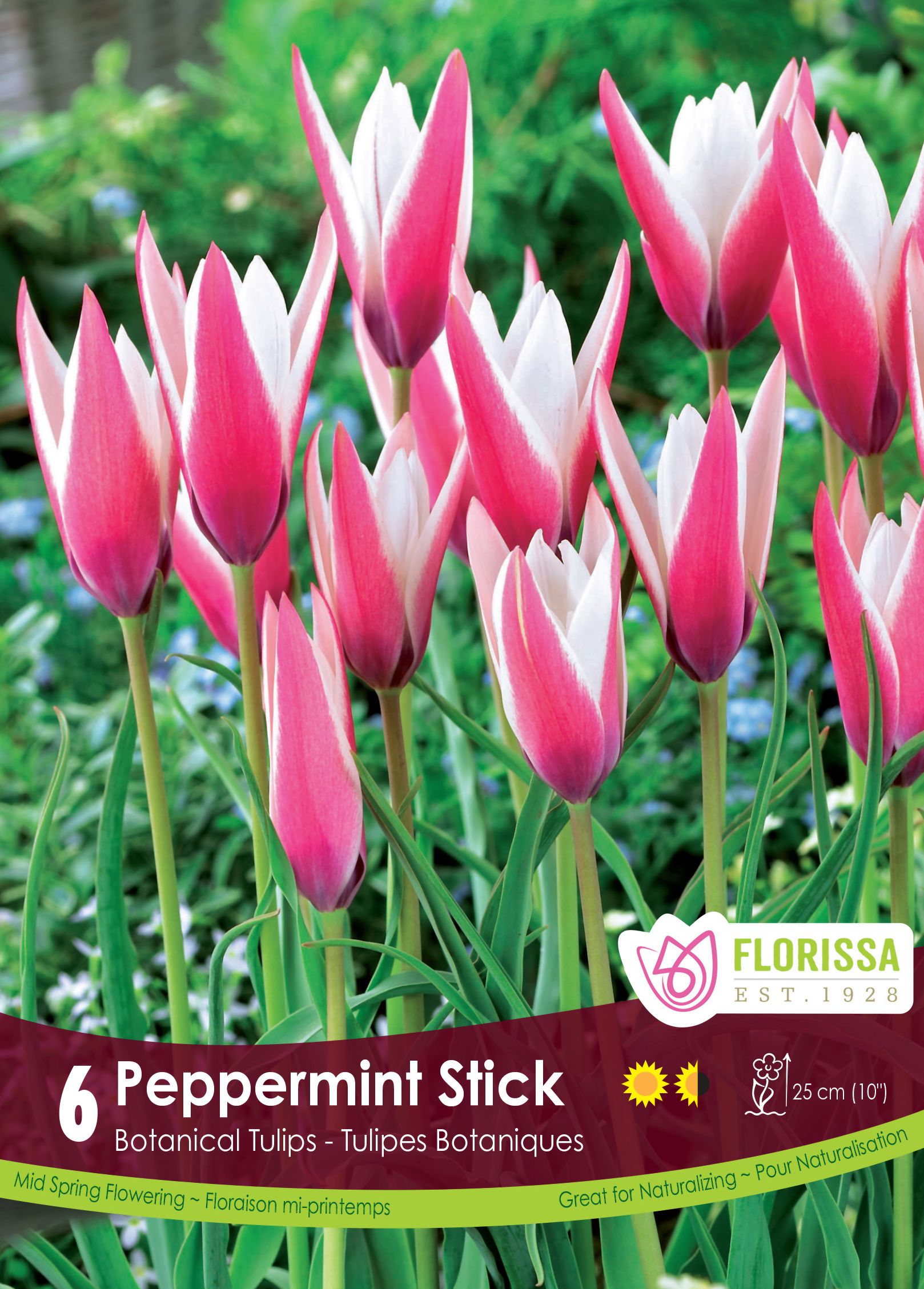 Tulipe Peppermint Stick