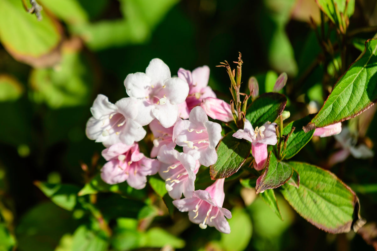 Weigela ‘Apple Blossom’ (Weigela)