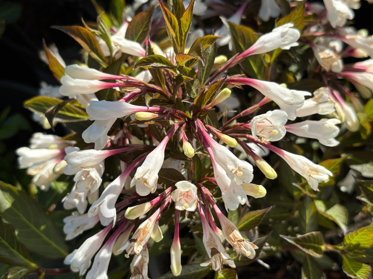 Weigela ‘Black and White’ (Weigela)