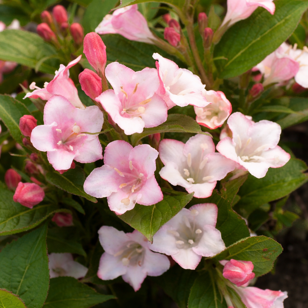 Weigela 'Carnaval'