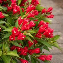 Weigela 'Crimson Kisses'
