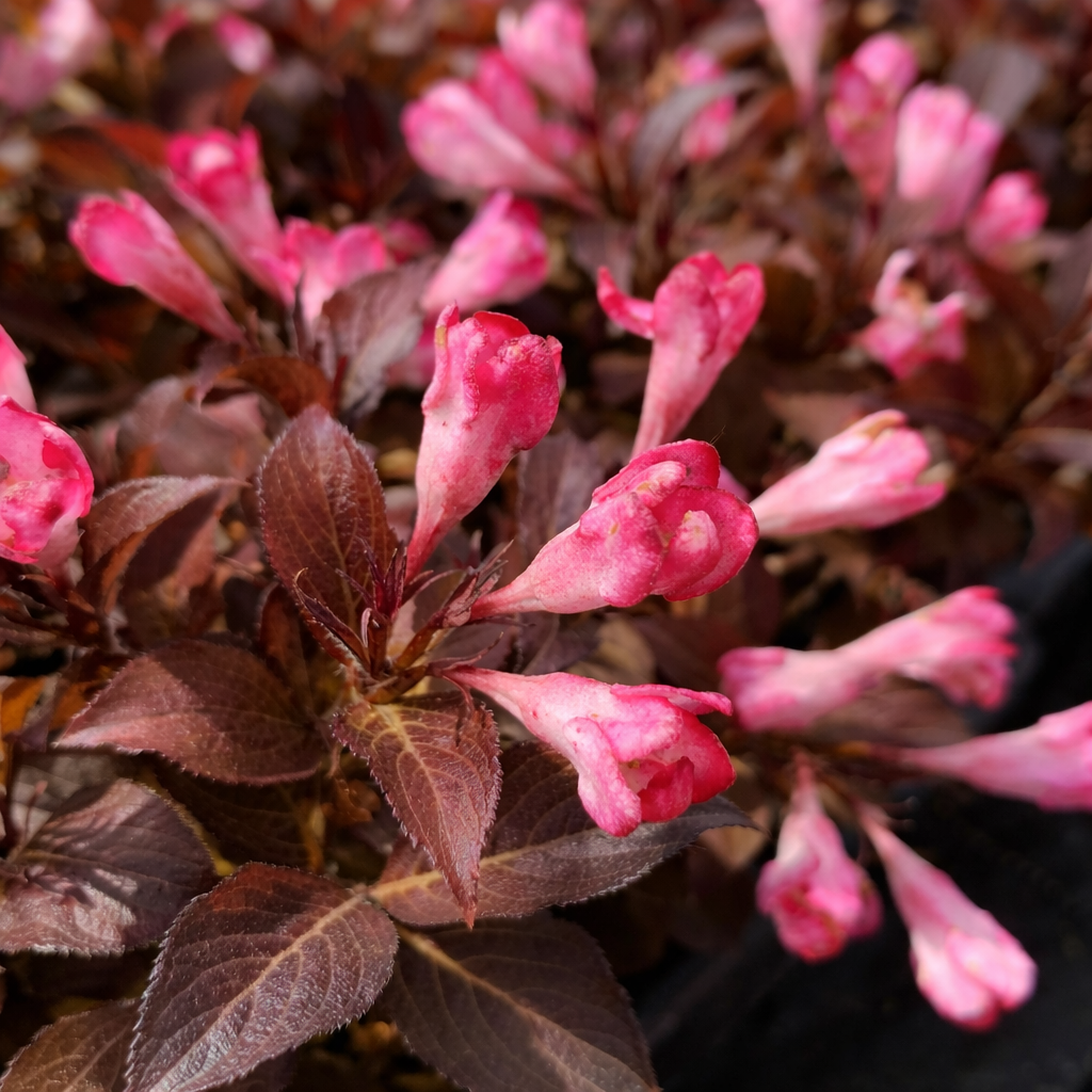 Weigela ‘Date Night Afterglow’ (Weigela)