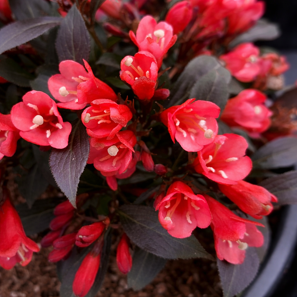 Weigela ‘Electric Love’ (Weigela)
