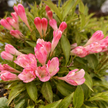 Weigela 'Peach Kisses'