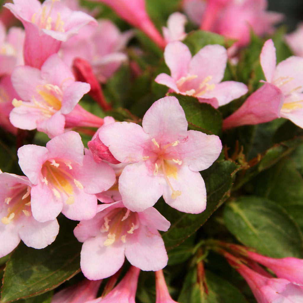 Weigela ‘Polka’ (Weigela)