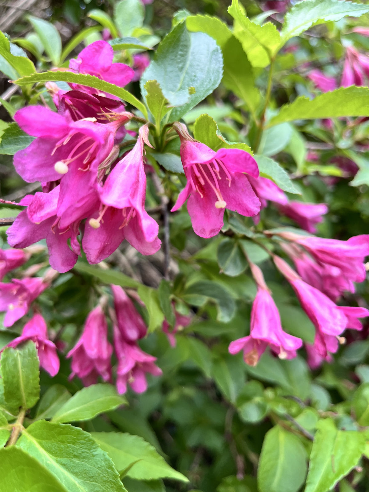 Weigela ‘Rumba’ (Weigela)