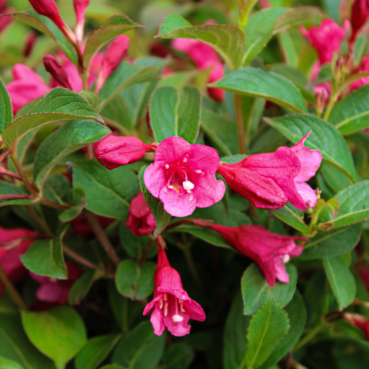 Weigela ‘Strobe’ (Weigela)