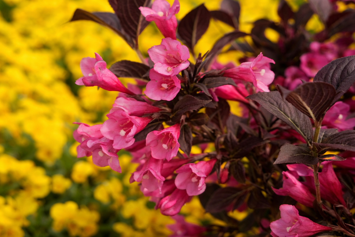 Weigela ‘Stunner’ (Weigela)