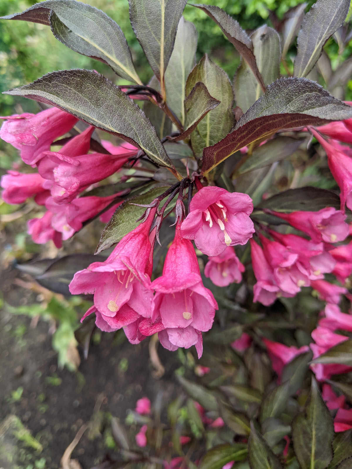 Weigela ‘Tango’ (Weigela)