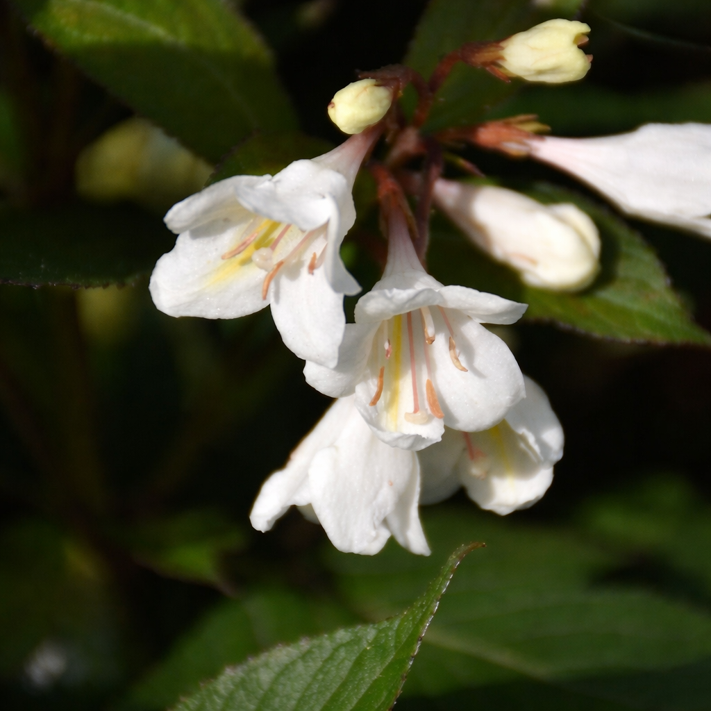 Weigela 'Tuxedo'