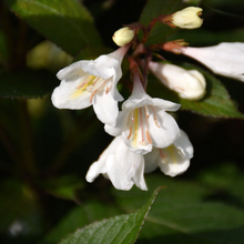 Weigela 'Tuxedo'