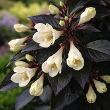 Weigela 'Tuxedo'