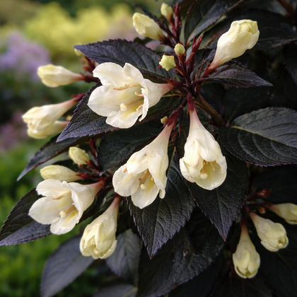 Weigela 'Tuxedo'