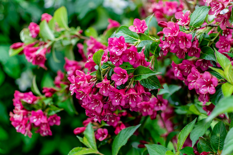 Weigela florida 'Bristol Ruby'