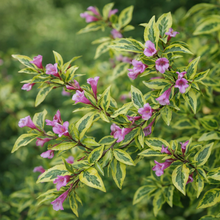 Weigela florida ‘Bubbly Wine’