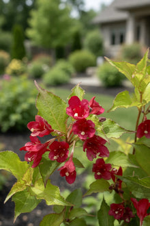 Weigela florida 'Ghost'