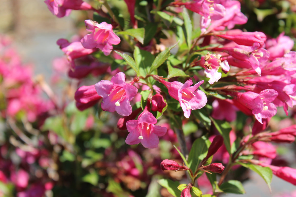 Weigela ‘Minuet’ (Weigela florida)