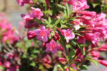 Weigela ‘Minuet’ (Weigela florida)