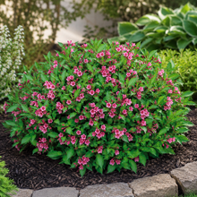 Weigela ‘Minuet’ (Weigela florida)
