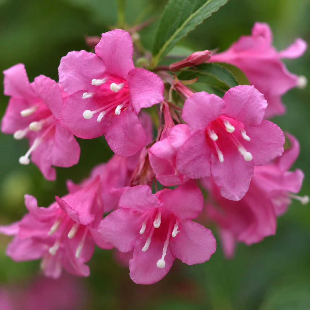 Weigela ‘Minuet’ (Weigela florida)
