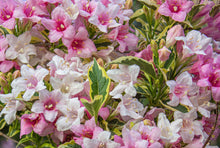 Weigela florida 'Verweig' (My Monet®)