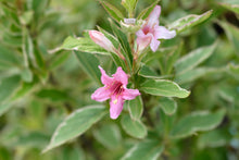 Weigela florida 'Nana Variegata'