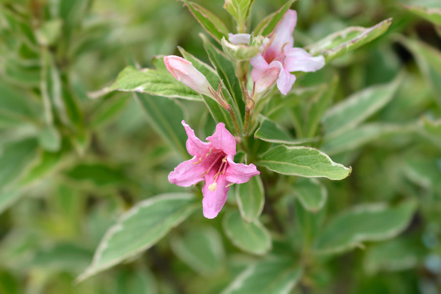 Weigela florida 'Nana Variegata'
