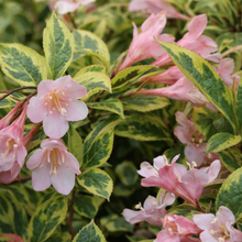 Weigela florida 'Rainbow Sensation'