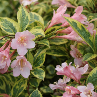 Weigela ‘Rainbow Sensation’ (Weigela florida)