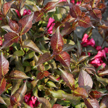 Weigela florida 'Shining Sensation'