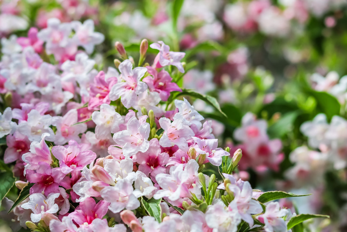 Weigela florida 'Variegata'
