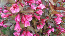 Weigela florida 'Alexandra' (Wine & Roses®)