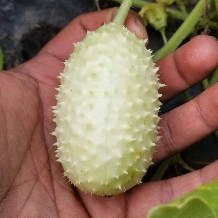 Concombre à cornichon des Antilles 'Gherkin' bio